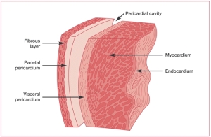 Anatomi dan Fisiologi Jantung MY PAGE